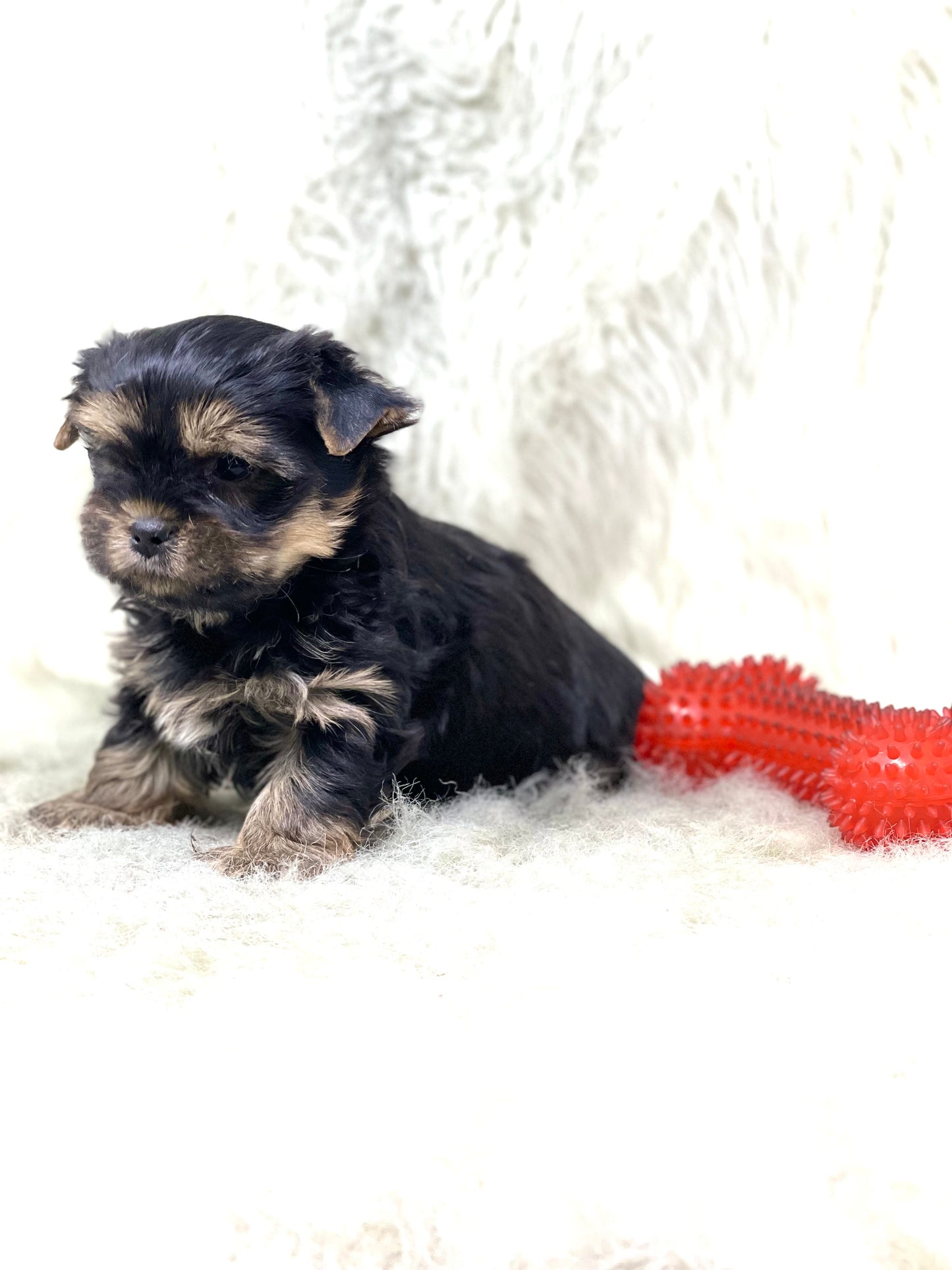 TRADITIONAL Yorkshire Terrier ~ Male, Ryder