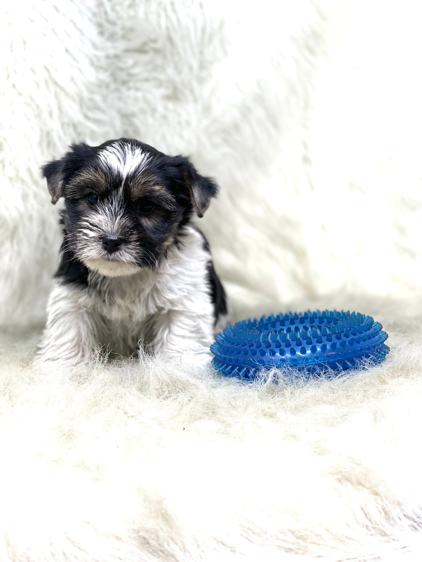 PARTI Yorkshire Terrier ~ Male, Rip