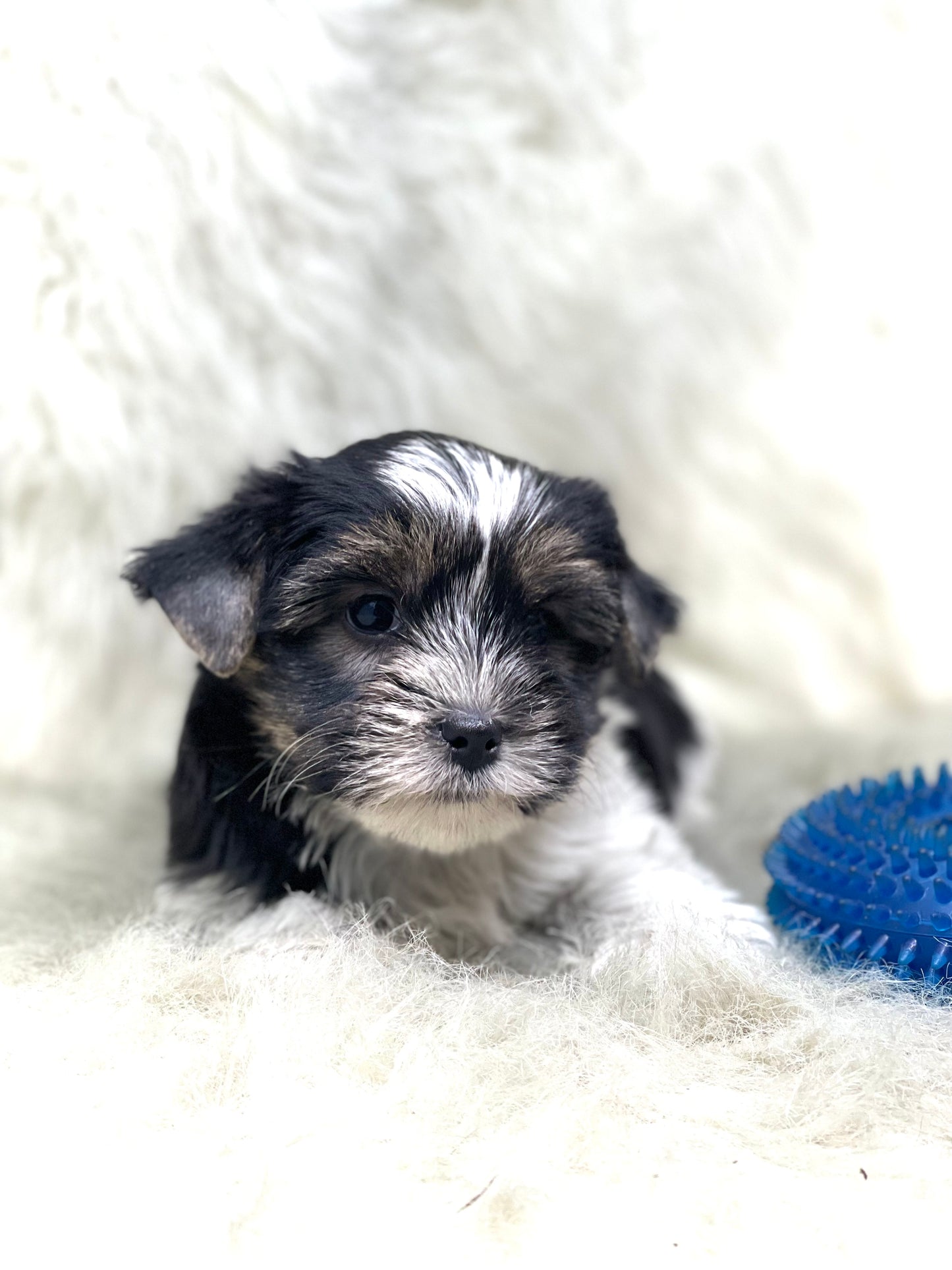 PARTI Yorkshire Terrier ~ Male, Rip