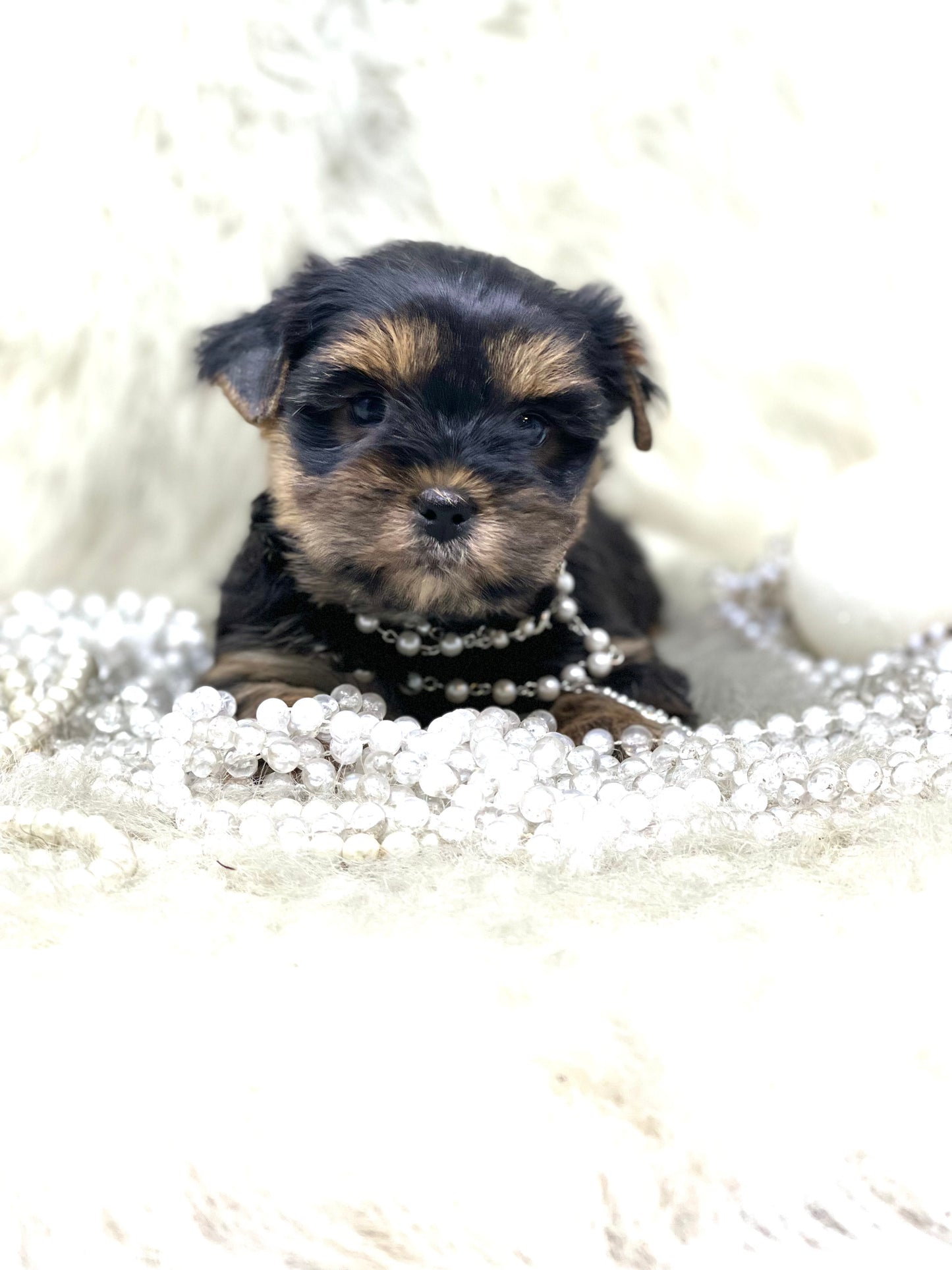 TRADITIONAL Yorkshire Terrier ~ Female, Riley