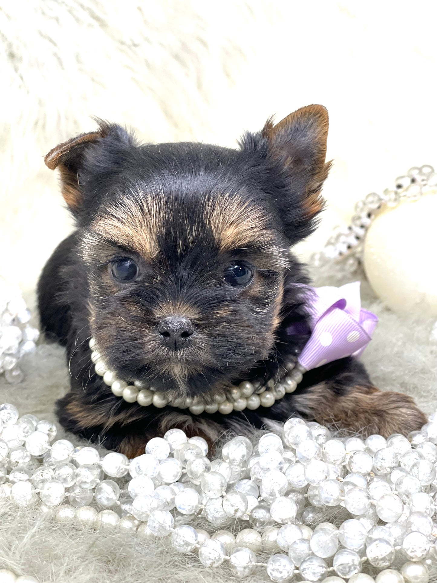 TRADITIONAL Yorkshire Terrier ~ Female, Remi