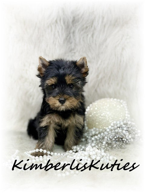 TRADITIONAL Yorkshire Terrier ~ Female, Blair
