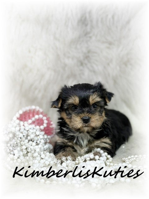 TRADITIONAL Yorkshire Terrier ~ Female, Blakely
