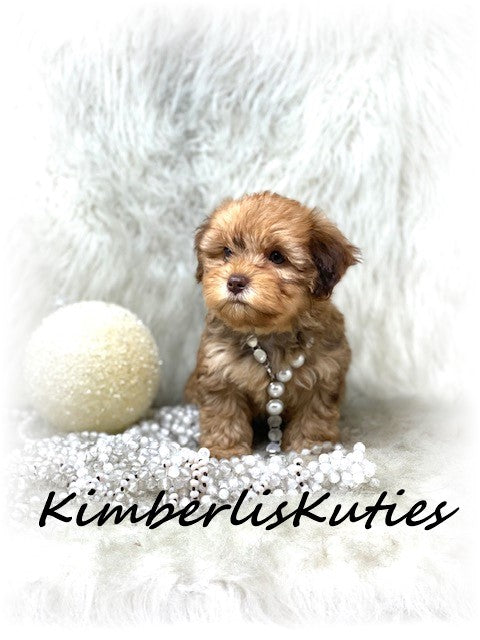 YORKIEPOO (Yorkshire Terrier/Toy Poodle) Female, Brynlee