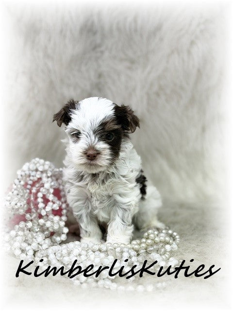 CHOCOLATE PARTI Yorkshire Terrier ~ Female, Phoebe