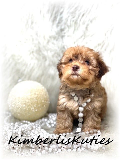 YORKIEPOO (Yorkshire Terrier/Toy Poodle) Female, Brynlee