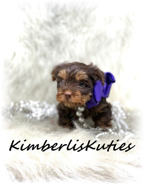 CHOCOLATE Yorkshire Terrier ~ Female, Pixie