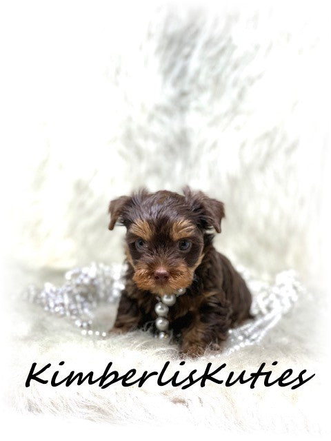 CHOCOLATE Yorkshire Terrier ~ Female, Pixie