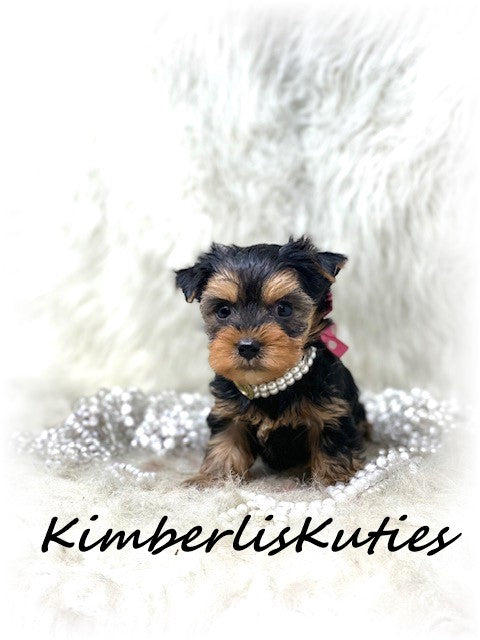 TRADITIONAL Yorkshire Terrier ~ Female, Little Kinley