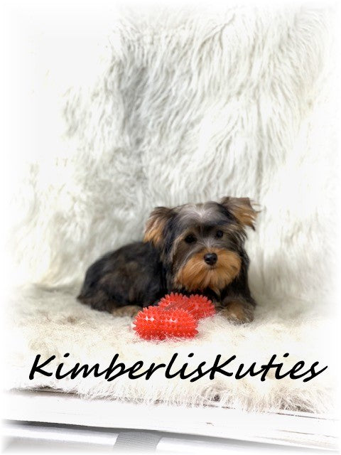 SABLE Yorkshire Terrier ~ Male, Dutton
