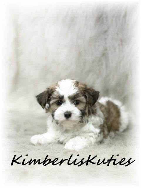 MORKIE (Maltese/ Yorkshire Terrier) Male, Nitro