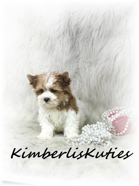 SABLE/GOLDEN Parti Yorkshire Terrier ~ Female, Skyler