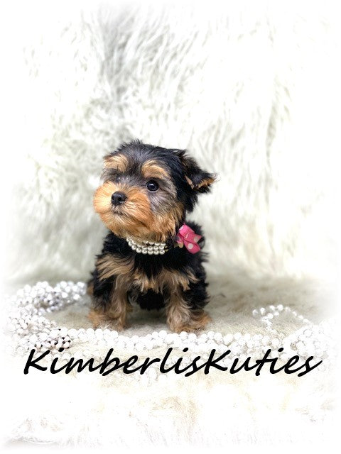 TRADITIONAL Yorkshire Terrier ~ Female, Little Kinley