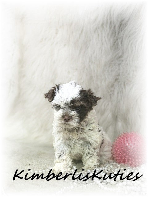 CHOCOLATE PARTI Yorkshire Terrier ~ Female, Phoebe