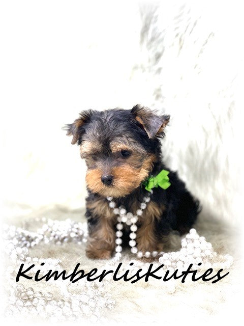 TRADITIONAL Yorkshire Terrier ~ Female, Kaylee