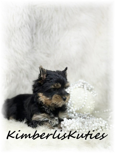 TRADITIONAL Yorkshire Terrier ~ Female, Blair