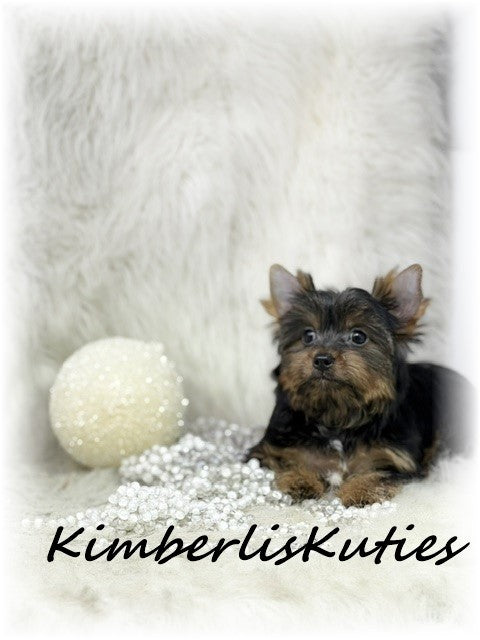 TRADITIONAL Yorkshire Terrier ~ Female, Kinley