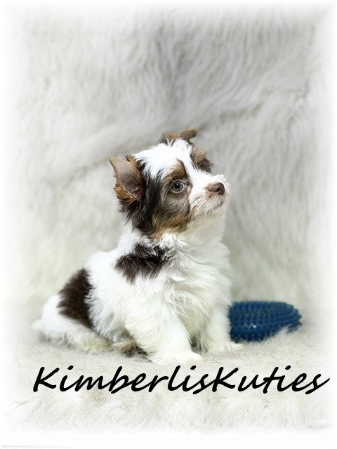 CHOCOLATE Parti Yorkshire Terrier ~ Male, Sloane
