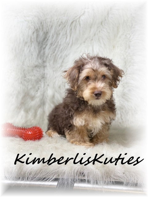 YORKIEPOO (Yorkshire Terrier/Toy Poodle) Male, Bodie