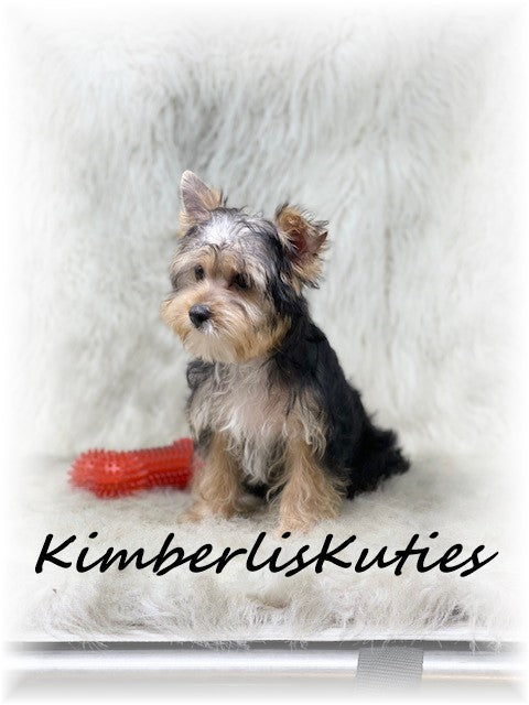 TRADITIONAL Yorkshire Terrier ~ Male, Ryder