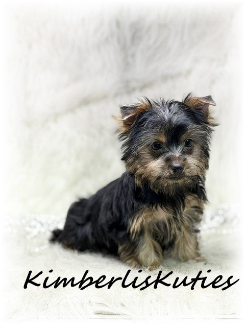 TRADITIONAL Yorkshire Terrier ~ Female, Kaylee