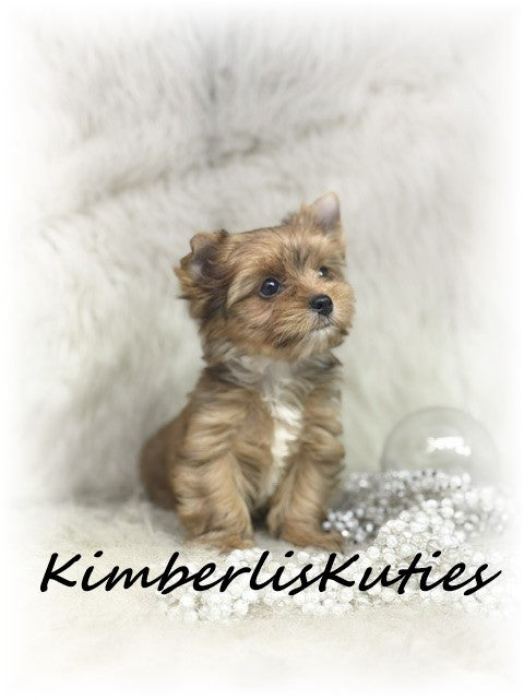 GOLDEN/SABLE Yorkshire Terrier ~ Female, Remi