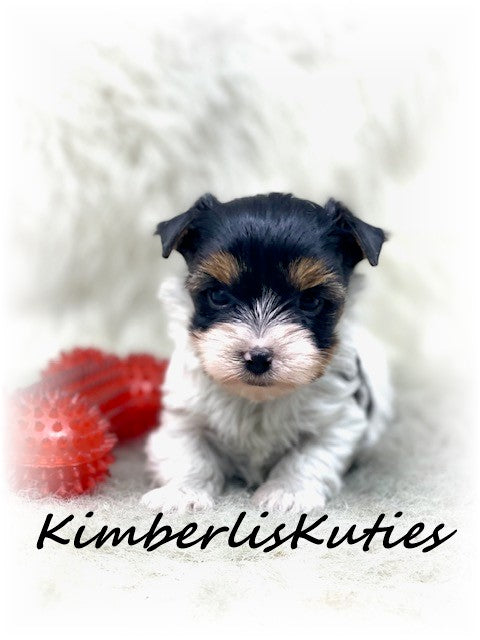 TRADITIONAL Yorkshire Terrier ~ Male, Spenc