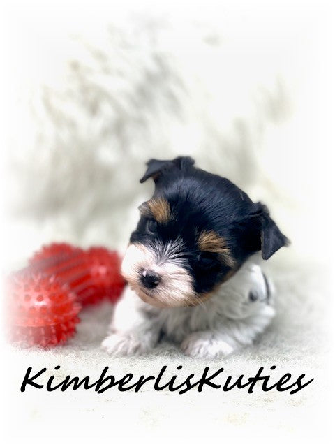 TRADITIONAL Yorkshire Terrier ~ Male, Spenc