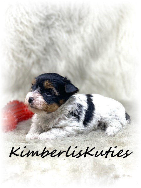 TRADITIONAL Yorkshire Terrier ~ Male, Spenc