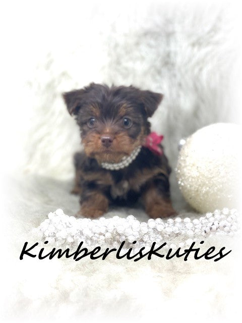 MORKIE (Maltese/ Yorkshire Terrier) Female, Phoebe