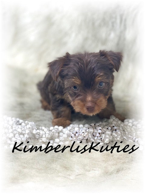 MORKIE (Maltese/ Yorkshire Terrier) Female, Phoebe