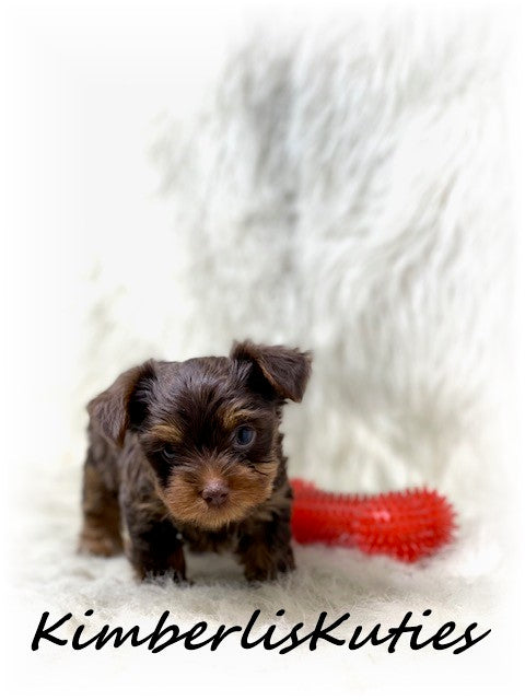 MORKIE (Maltese/ Yorkshire Terrier) Male, Phoenix
