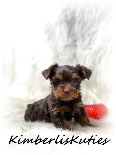 MORKIE (Maltese/ Yorkshire Terrier) Male, Phoenix