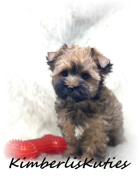 GOLDEN Yorkshire Terrier ~ Male, Stetson
