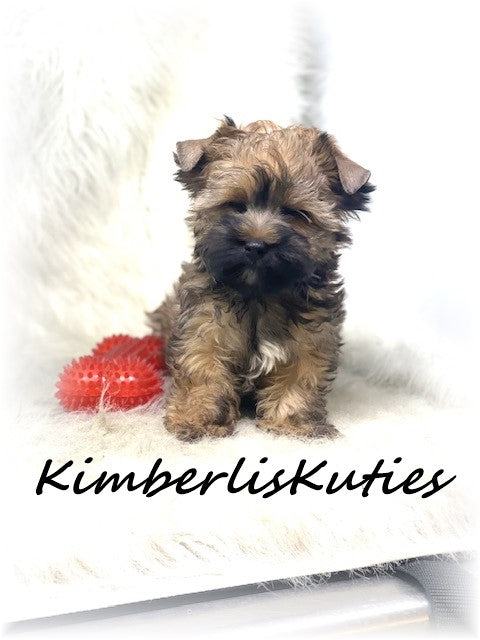 GOLDEN Yorkshire Terrier ~ Male, Stetson