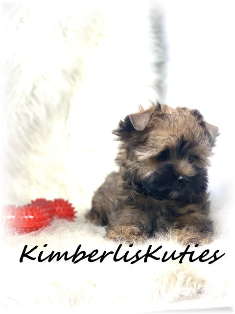 GOLDEN Yorkshire Terrier ~ Male, Stetson