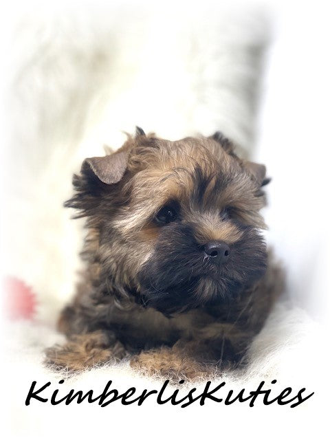 GOLDEN Yorkshire Terrier ~ Male, Stetson