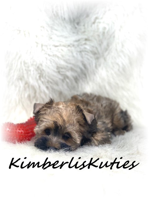 GOLDEN Yorkshire Terrier ~ Male, Stetson