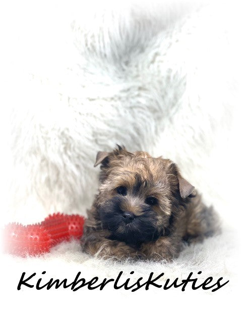 GOLDEN Yorkshire Terrier ~ Male, Stetson