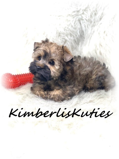 GOLDEN Yorkshire Terrier ~ Male, Stetson