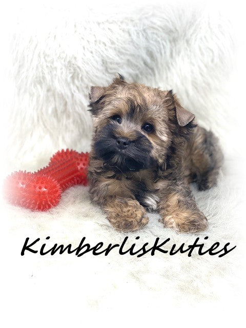 GOLDEN Yorkshire Terrier ~ Male, Stetson