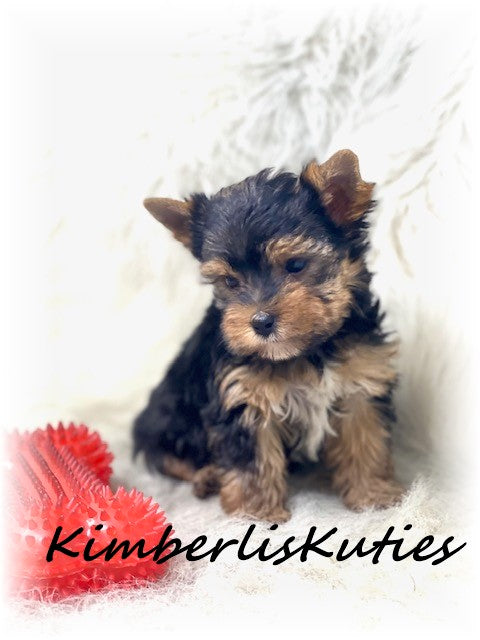 TRADITIONAL Yorkshire Terrier ~ Male, Shiloh