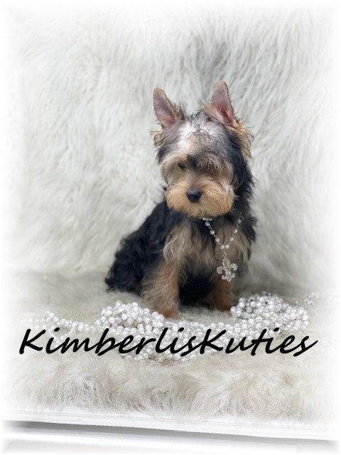 TRADITIONAL Yorkshire Terrier ~ Female, Kaylee