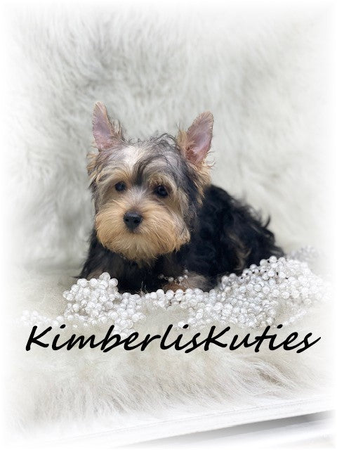 TRADITIONAL Yorkshire Terrier ~ Female, Kaylee