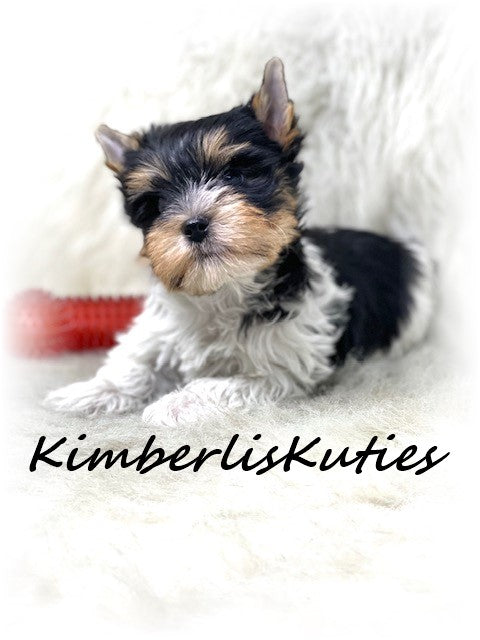 TRADITIONAL Yorkshire Terrier ~ Female, Pixie