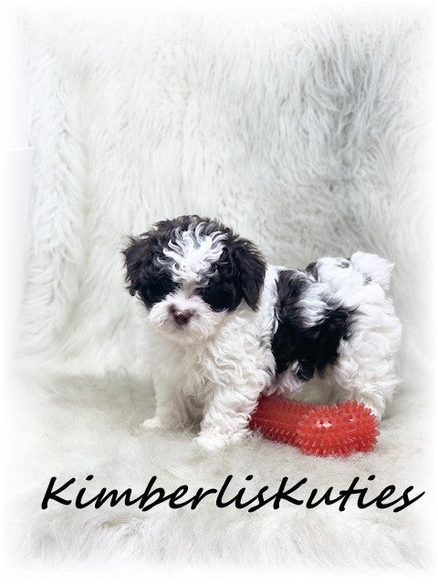 MALTI-POO (Maltese/Toy Poodle) Male, Nile