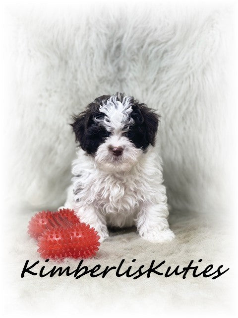 MALTI-POO (Maltese/Toy Poodle) Male, Nile
