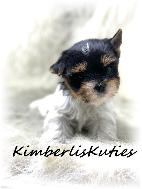 TRADITIONAL Yorkshire Terrier ~ Female, Pixie
