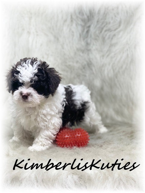 MALTI-POO (Maltese/Toy Poodle) Male, Nile