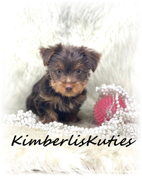 MORKIE (Maltese/ Yorkshire Terrier) Female, Phoebe
